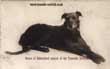 Bruce of Abbotsford, mascot of the Tyneside Scottish